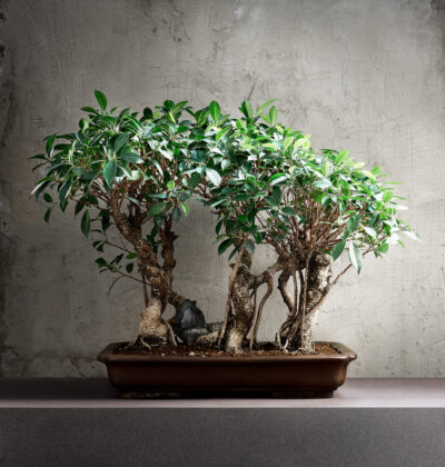 Bonsai Boschetto di Ficus Retusa